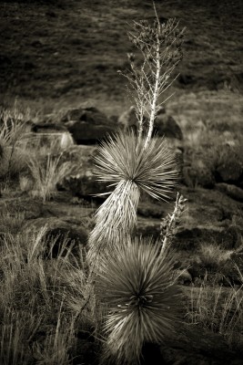 http://mail.schroederworks.com/files/gimgs/th-62_soapstone-yucca.jpg